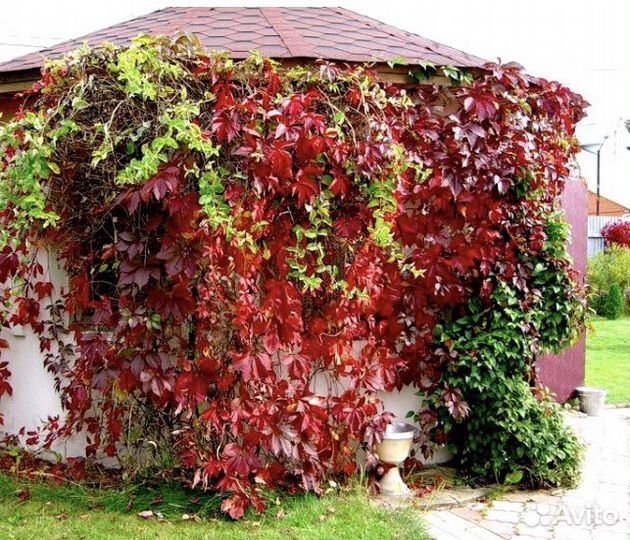 Декоративный виноград