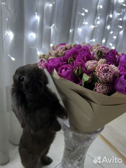 Вязка кроликов/фотосессии