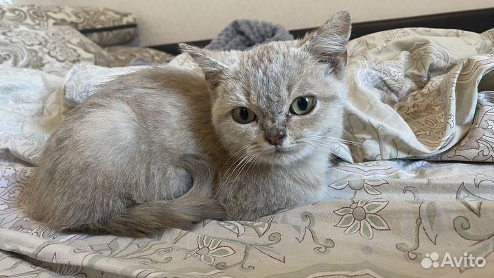 Британский котик