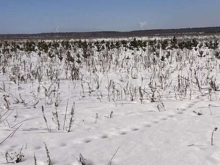 Участок 15 сот. (ИЖС)