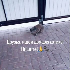 Котики бесплатно в добрые руки