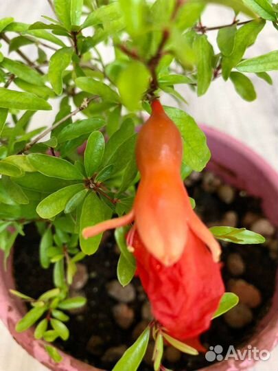 Гранат комнатный