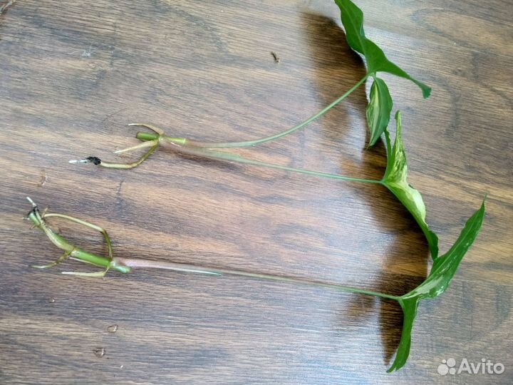 Сингониумы Imperial White, Regina red, Aaron brown