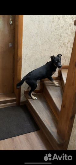 Щенки лайки бесплатно