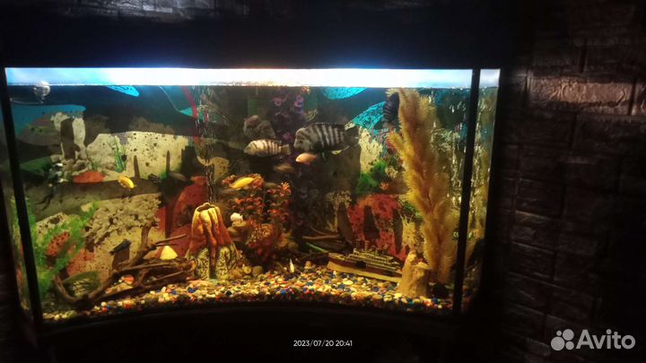 Аквариумные рыбки