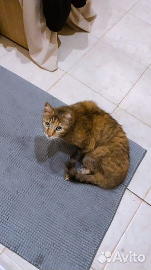 Несчастная кошка