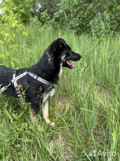 Собака в добрые руки. Храбрый Эль