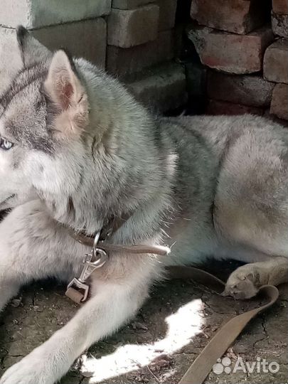 Хаски девочка