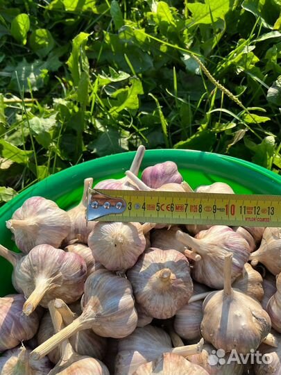 Чеснок
