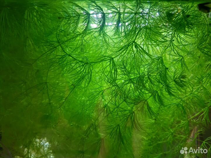 Водоросли в аквариум, живые, роголистник