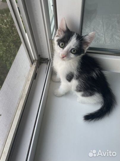 Котенок