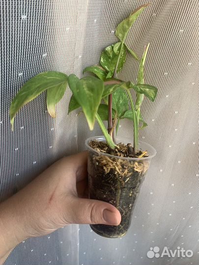 Сингониумы разные сорта