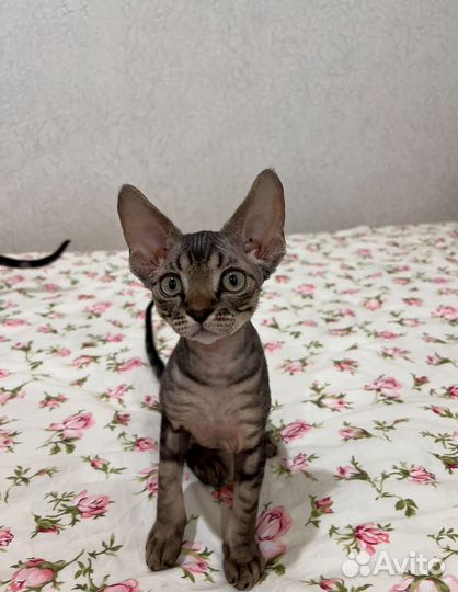 Котята девон-рекс