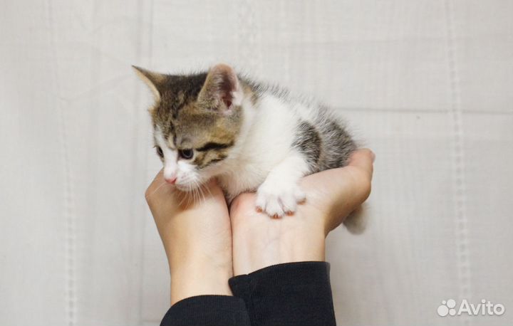 Котенок, мальчик, 1,5 мес