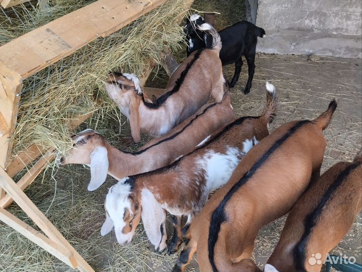 Козочки нубийские