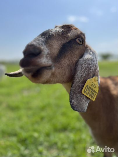 Козье молоко