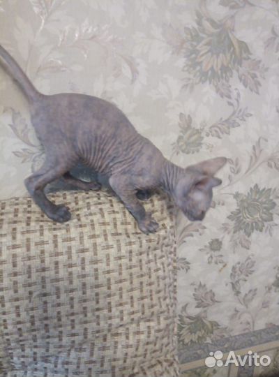 Канадский сфинкс