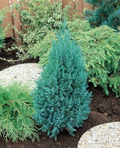 Можжевельник стрикта