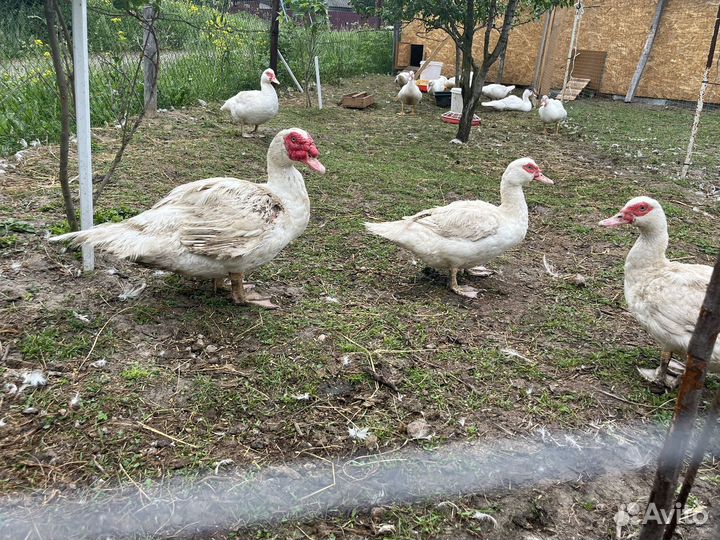 Мускусные утята тяжелой линии