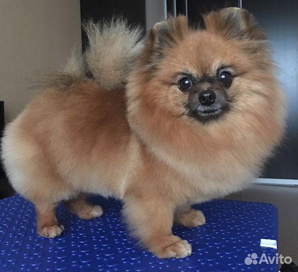 Стрижка собак и кошек