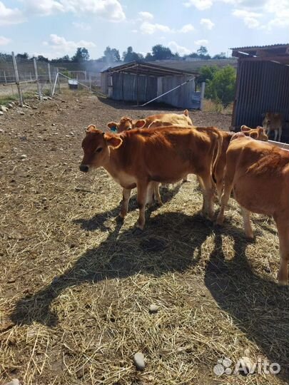 Коровы джерсийской породы (молочная)