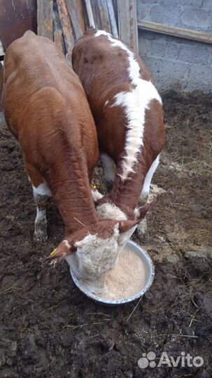 Домашние животные телята