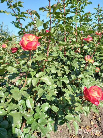 Саженцы:роз.плодовых.хвойных