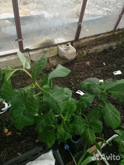 Рассада примулы розовой