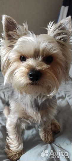 Йоркширский терьер вязка мальчик