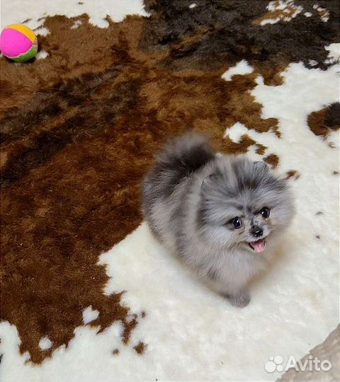 Шпиц для кармана