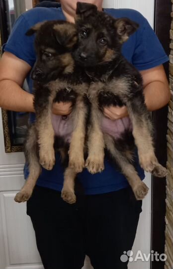 Щенки немецкой овчарки