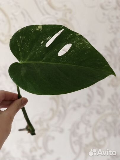 Монстера альба