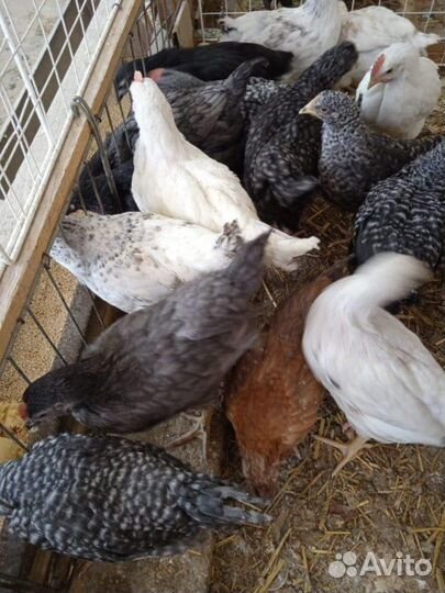 Домашние куры молодки