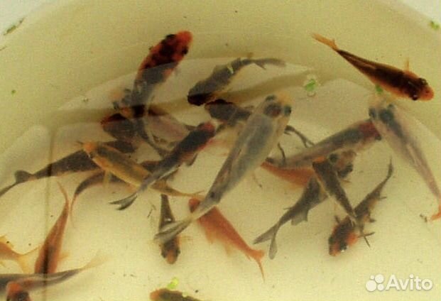 Цихлазома Северум