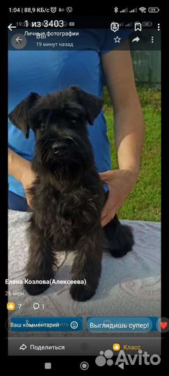 Цвергшнауцер черная девочка 5 месяцев