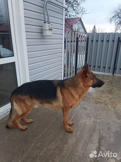 Вязка собак