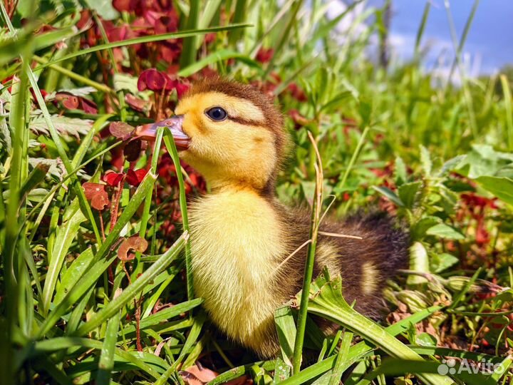 Индоутки взрослые, маленьких пока нет