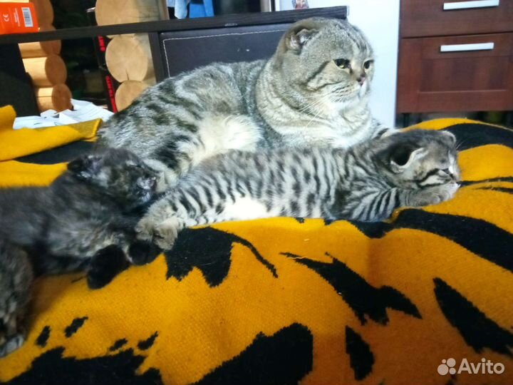 Котёнок