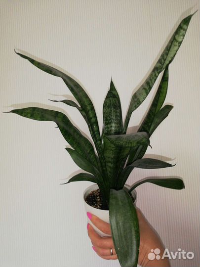 Сансевиерия