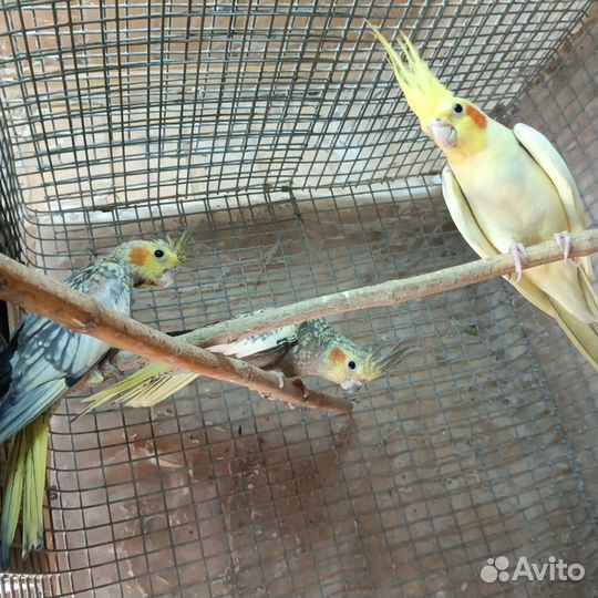 Попугаи нимфа-корелла и волнистые