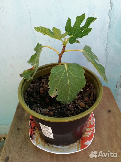 Саженец инжира