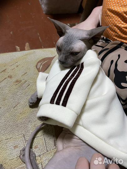 Одежда для кошек