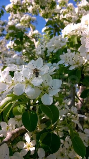 Участок 6 сот. (ИЖС)