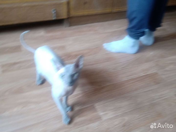 Вязка Канадский сфинкс