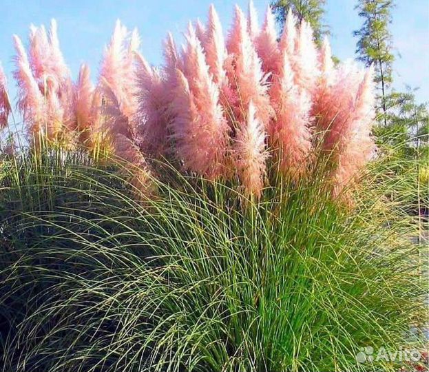 Кортадерия / Cortaderia selloana (пампасная трава)