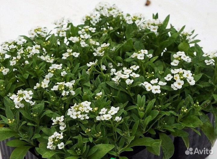 Семена для микрозелени