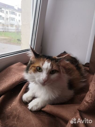 Отдам в добрые руки кошку