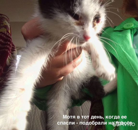 Котенок девочка мышеловка