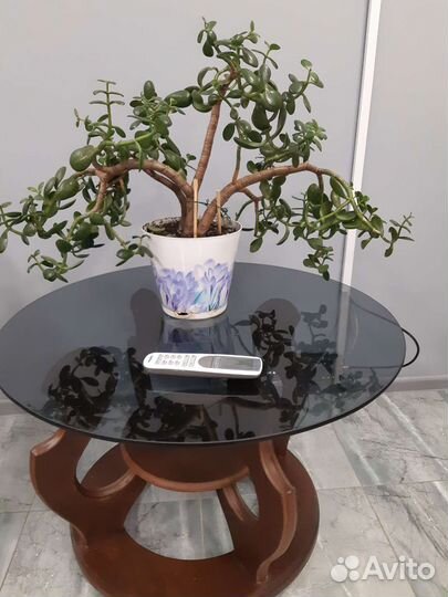 Крассула толстянка