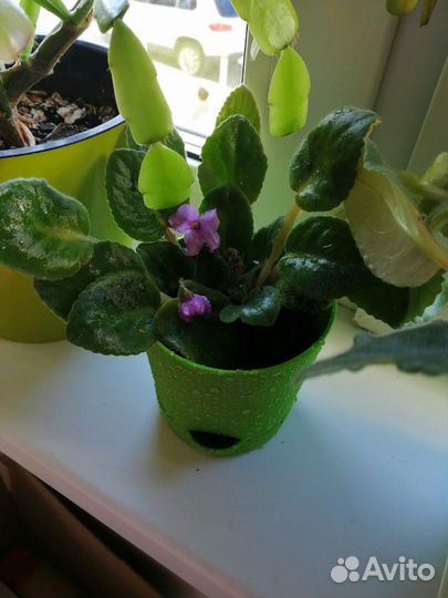 Домашние цветы в горшках